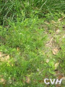 滇藏細葉芹屬 滇藏細葉芹屬