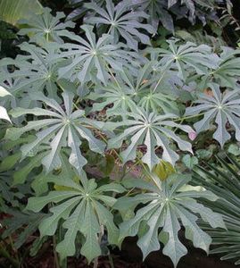 材用植物 材用植物
