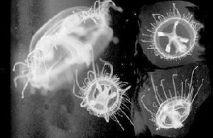 江西發現罕見桃花水母群