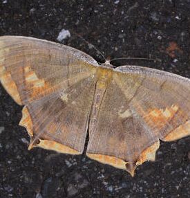 灰沙黃碟尺蛾 灰沙黃碟尺蛾