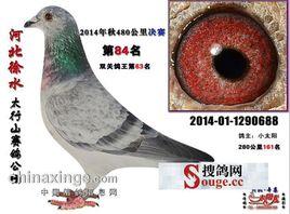 信鴿訓養大全 信鴿訓養大全