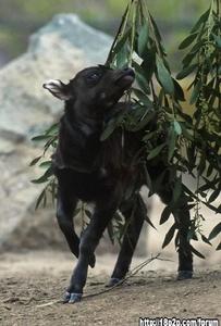 低地倭水牛 低地倭水牛