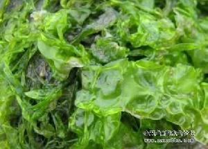 石蓴[石蓴目石蓴科植物]