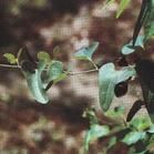 蘿蔔防己 蘿蔔防己