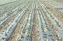 南化村[河北省石家莊市正定縣西平樂鄉南化村]