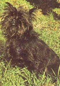 阿芬平嘉犬 阿芬平嘉犬