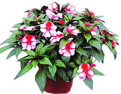 紐幾內亞鳳仙 紐幾內亞鳳仙