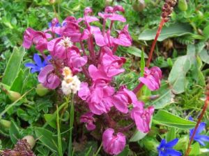 鋪散馬先蒿高升亞種