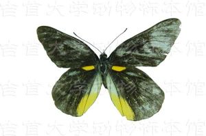 隱條斑粉蝶