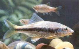 溫州光唇魚 溫州光唇魚