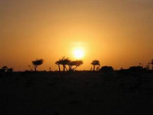 阿拉伯羚羊保護區