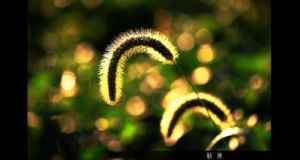 來比錫楊 來比錫楊