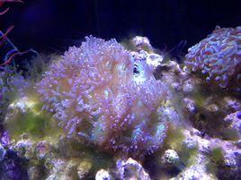 尼羅河珊瑚 尼羅河珊瑚