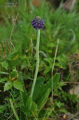 太白山紫穗報春