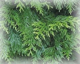 台灣賽楠 台灣賽楠