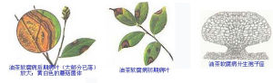 油茶軟腐病症狀
