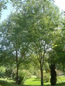 小葉白臘 小葉白臘