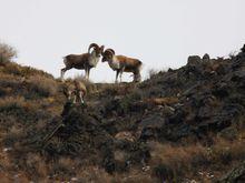 國家重點保護動物盤羊