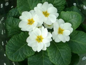 （圖）西洋櫻草