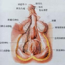 動物性器官