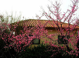 十梅庵公園 十梅庵公園