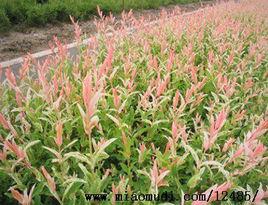 荷蘭彩葉杞柳 荷蘭彩葉杞柳