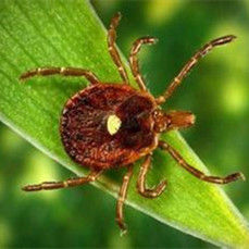 美洲鈍眼蜱 美洲鈍眼蜱