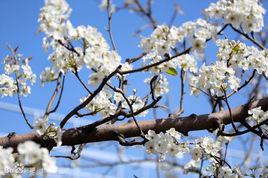 平遙梨花節 平遙梨花節