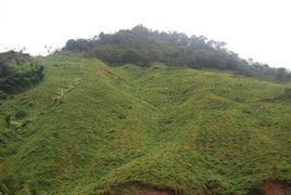 人工林地 人工林地