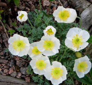 布爾薩里罌粟 布爾薩里罌粟