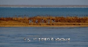 天津北大港濕地