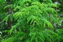 三刺皂角 三刺皂角