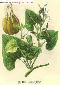 大葉青木香 大葉青木香