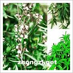 夏季香薄荷 夏季香薄荷