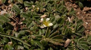 伏毛山莓草 伏毛山莓草