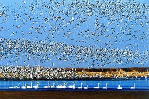 雙台河口國家級自然保護區