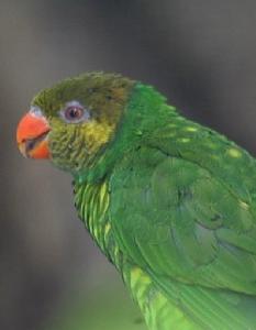 黃綠吸蜜鸚鵡 黃綠吸蜜鸚鵡