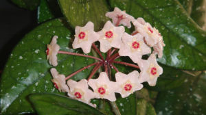 鯽魚藤亞科 鯽魚藤亞科