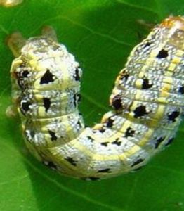 桑夜蛾盾臉姬蜂 桑夜蛾盾臉姬蜂