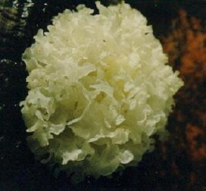 蓮子銀耳燉雪梨