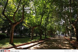 西軍電老校區林蔭道