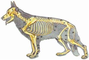 犬瘟熱病 犬瘟熱病