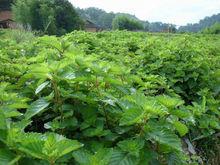 燒仙草[福建特產]