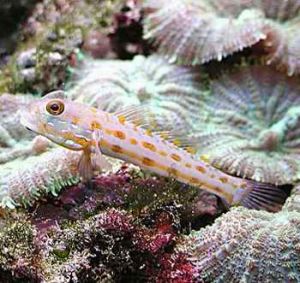 圓鱗美蝦虎魚 圓鱗美蝦虎魚