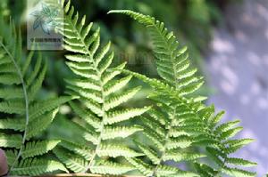 圓頭紅腺蕨 圓頭紅腺蕨