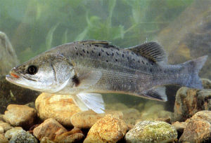 日本長鱸 日本長鱸