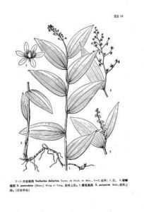 紫花鹿藥 紫花鹿藥