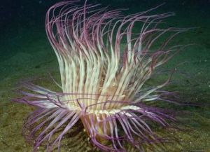 千手佛珊瑚 千手佛珊瑚