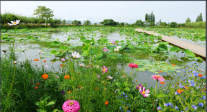 諸暨白塔湖國家濕地公園
