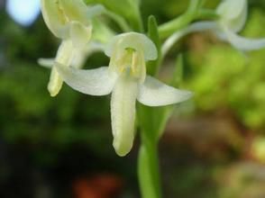 條瓣舌唇蘭 條瓣舌唇蘭